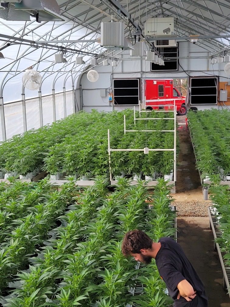 Max Jackson working inside a commercial cannabis greenhouse at Wildcreek Farms — dense flowering canopy, irrigation system, HVAC infrastructure.